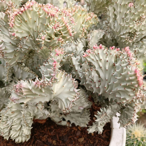 Euphorbia Milky White Lactea Cristata Size 30 Cm, real gallery image #5 plants. Picture taken directly from kaktus.id community Euphorbia farmer green houses.