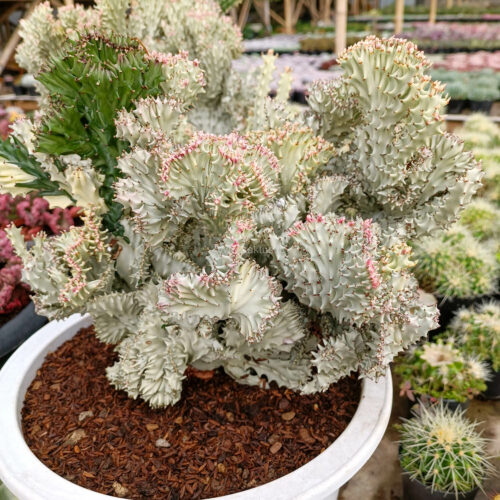 Euphorbia Milky White Lactea Cristata Size 30 Cm, real gallery image #2 plants. Picture taken directly from kaktus.id community Euphorbia farmer green houses.