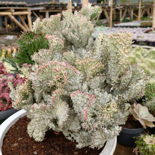 Euphorbia Milky White Lactea Cristata Size 30 Cm, real gallery image #6 plants. Picture taken directly from kaktus.id community Euphorbia farmer green houses.