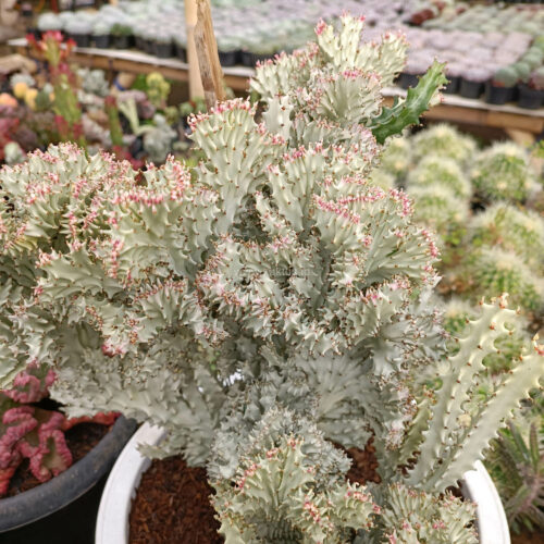 Euphorbia Milky White Lactea Cristata Size 30 Cm, real gallery image #7 plants. Picture taken directly from kaktus.id community Euphorbia farmer green houses.
