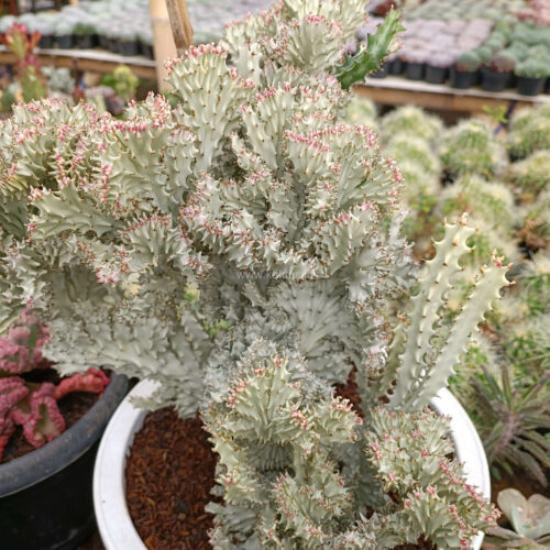 Euphorbia Milky White Lactea Cristata Size 30 Cm, real gallery image #8 plants. Picture taken directly from kaktus.id community Euphorbia farmer green houses.