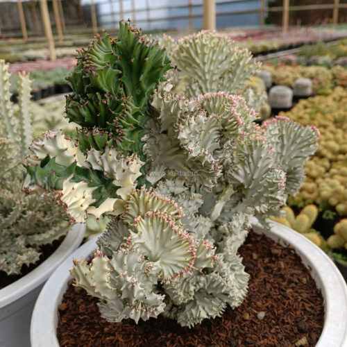 Euphorbia Milky White Lactea Cristata Size 30 Cm, real gallery image #9 plants. Picture taken directly from kaktus.id community Euphorbia farmer green houses.
