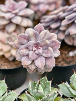 Graptopetalum Pentandrum Superbum Variegated, real gallery image #2 plants. Picture taken directly from kaktus.id community Graptopetalum farmer green houses.