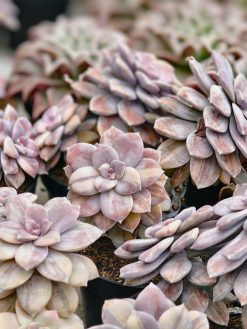 Graptopetalum Pentandrum Superbum Variegated, real gallery image #1 plants. Picture taken directly from kaktus.id community Graptopetalum farmer green houses.