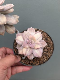 Graptopetalum Pentandrum Superbum Variegated, real gallery image #3 plants. Picture taken directly from kaktus.id community Graptopetalum farmer green houses.