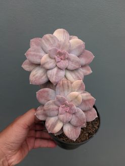 Graptopetalum Pentandrum Superbum Variegated, real gallery image #4 plants. Picture taken directly from kaktus.id community Graptopetalum farmer green houses.
