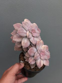 Graptopetalum Pentandrum Superbum Variegated, real gallery image #5 plants. Picture taken directly from kaktus.id community Graptopetalum farmer green houses.