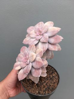 Graptopetalum Pentandrum Superbum Variegated, real gallery image #6 plants. Picture taken directly from kaktus.id community Graptopetalum farmer green houses.