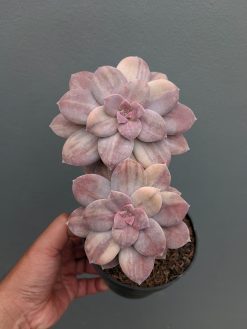 Graptopetalum Pentandrum Superbum Variegated, real gallery image #7 plants. Picture taken directly from kaktus.id community Graptopetalum farmer green houses.