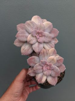 Graptopetalum Pentandrum Superbum Variegated, real gallery image #8 plants. Picture taken directly from kaktus.id community Graptopetalum farmer green houses.