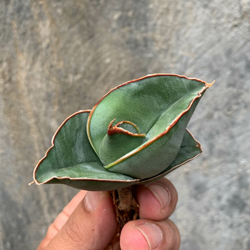 kaktus.id