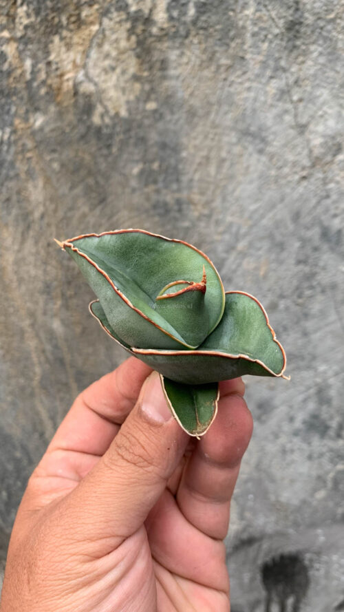 Sansevieria Banana, real gallery image #14 plants. Picture taken directly from kaktus.id community Sansevieria farmer green houses.