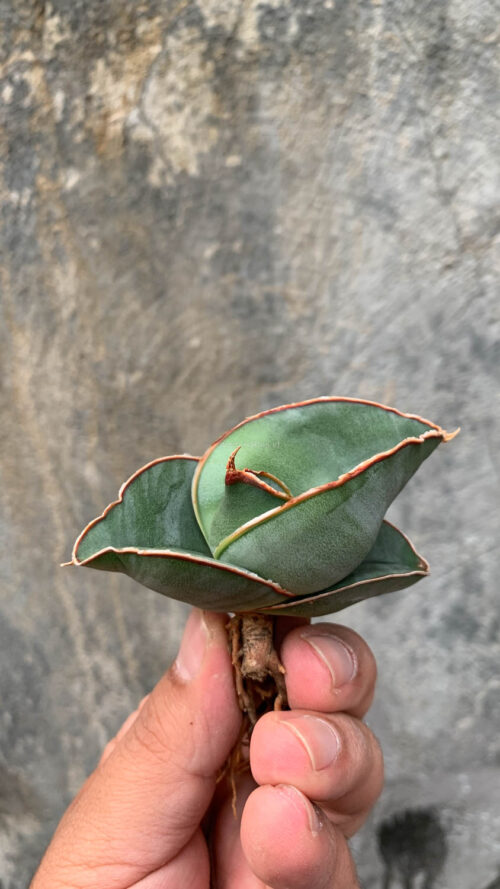 Sansevieria Banana, real gallery image #10 plants. Picture taken directly from kaktus.id community Sansevieria farmer green houses.
