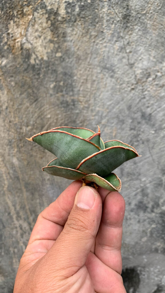kaktus.id