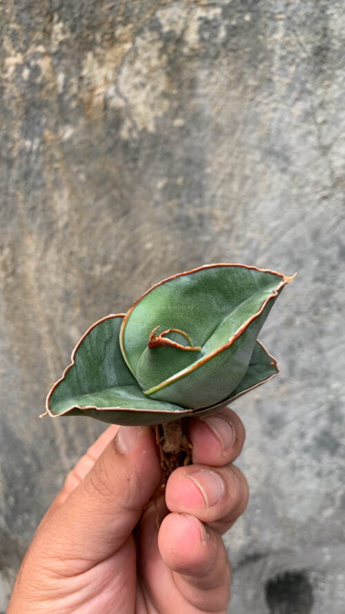 Sansevieria Banana, real gallery image #8 plants. Picture taken directly from kaktus.id community Sansevieria farmer green houses.