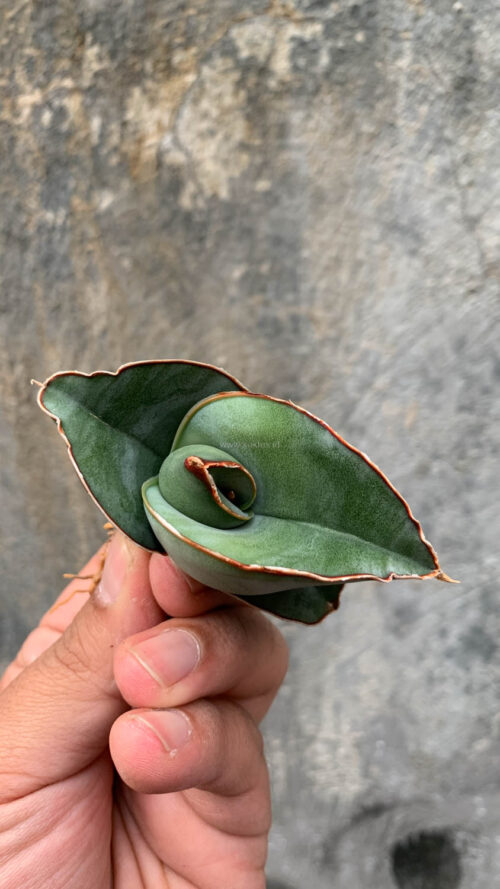 Sansevieria Banana, real gallery image #4 plants. Picture taken directly from kaktus.id community Sansevieria farmer green houses.