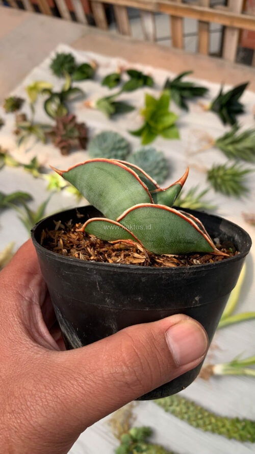 Sansevieria Banana, real gallery image #11 plants. Picture taken directly from kaktus.id community Sansevieria farmer green houses.