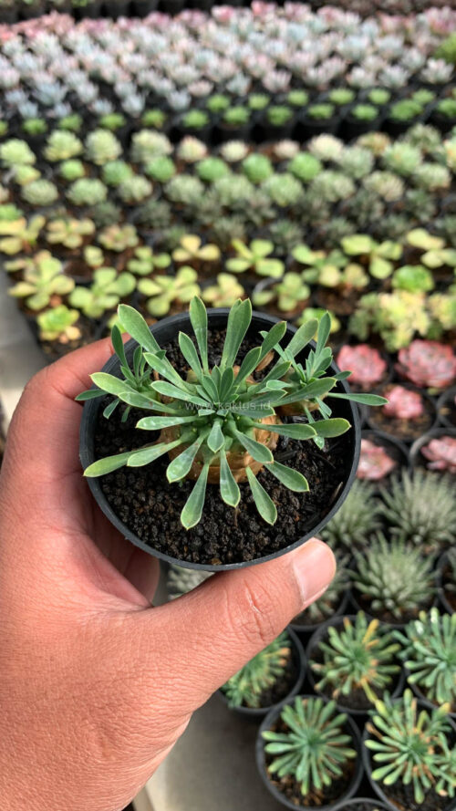 Euphorbia Japonica, real gallery image #2 plants. Picture taken directly from kaktus.id community Euphorbia farmer green houses.
