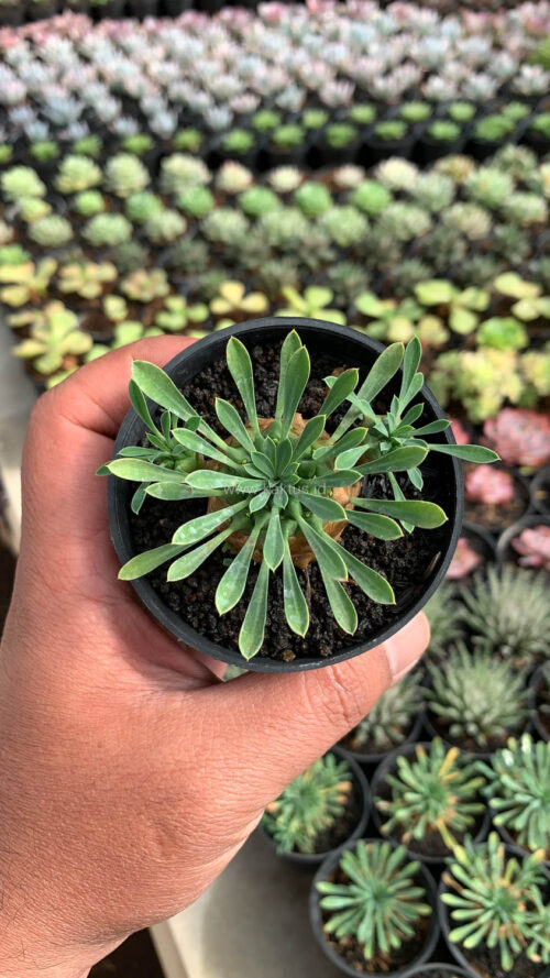 Euphorbia Japonica, real gallery image #3 plants. Picture taken directly from kaktus.id community Euphorbia farmer green houses.