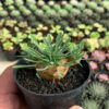 Euphorbia Japonica, real feature image plant. Picture taken directly from kaktus.id community Euphorbia farmer green houses.