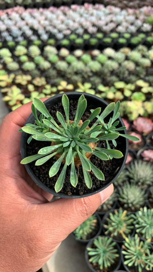 Euphorbia Japonica, real gallery image #4 plants. Picture taken directly from kaktus.id community Euphorbia farmer green houses.