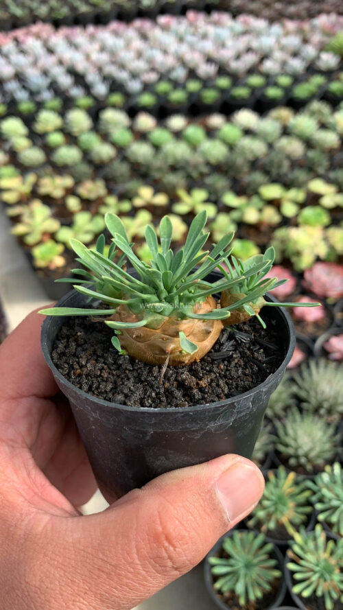 Euphorbia Japonica, real gallery image #5 plants. Picture taken directly from kaktus.id community Euphorbia farmer green houses.
