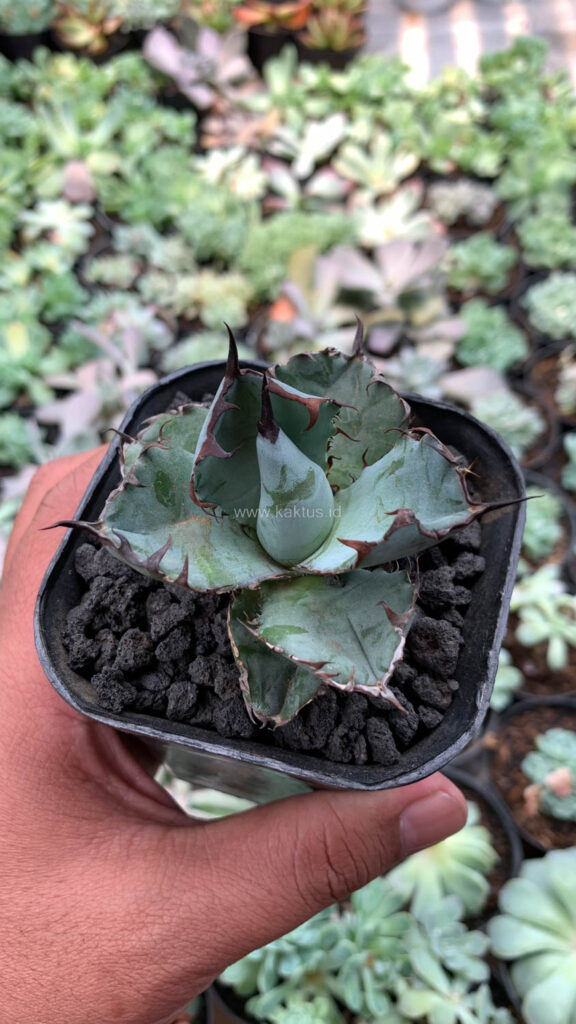 kaktus.id