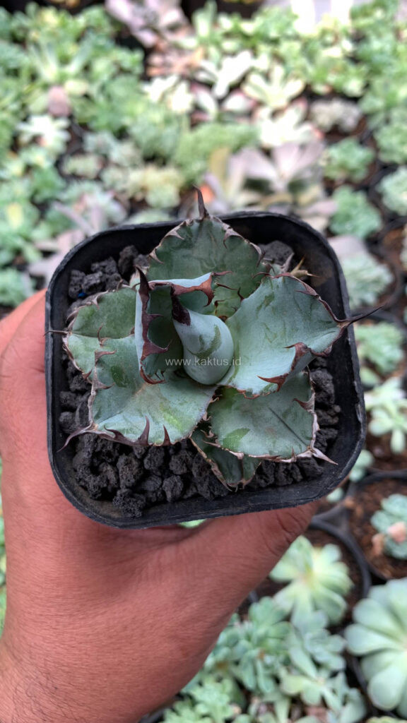 kaktus.id