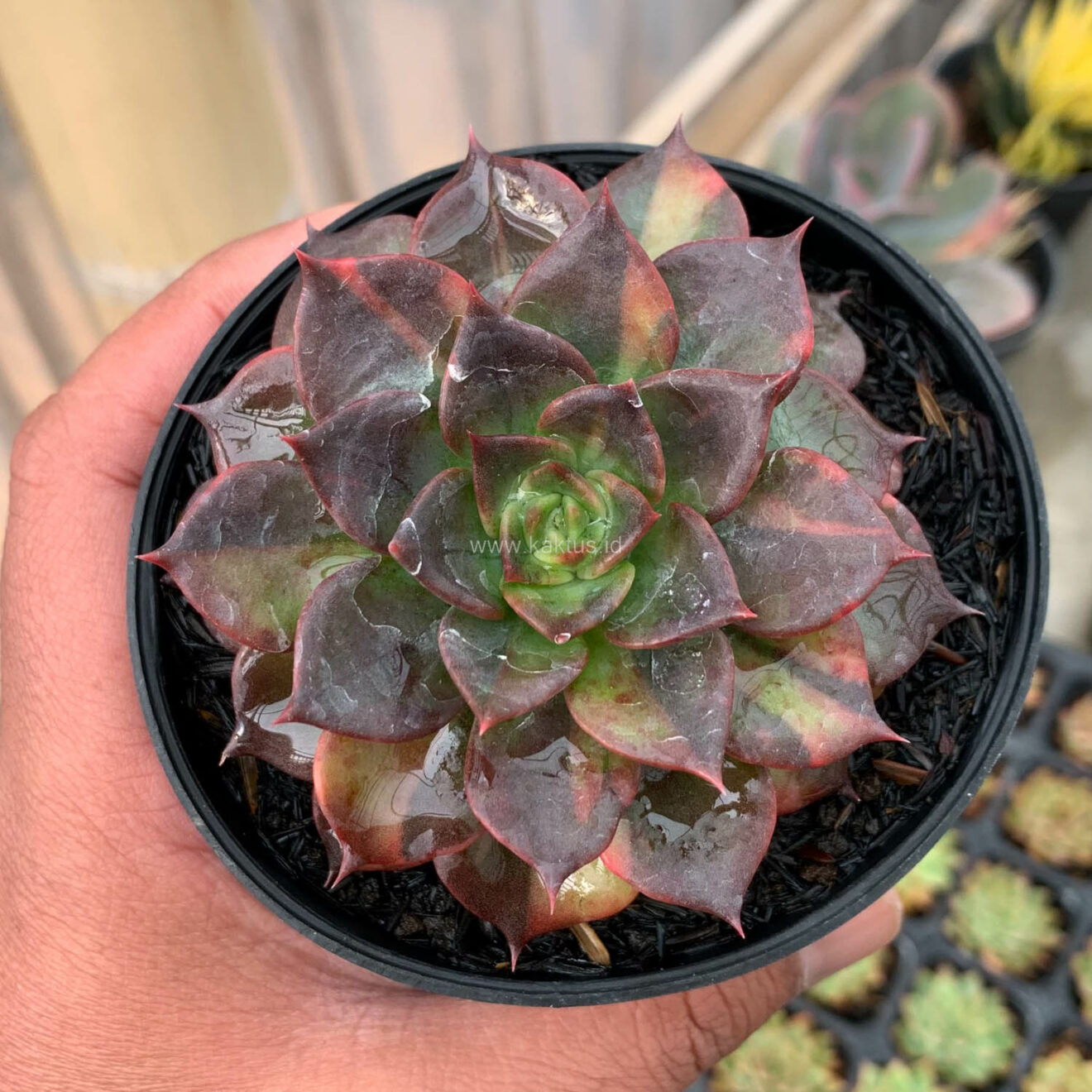 Echeveria Black Prince Small Variegated, real gallery image #6 plants. Picture taken directly from kaktus.id community Echeveria farmer green houses.