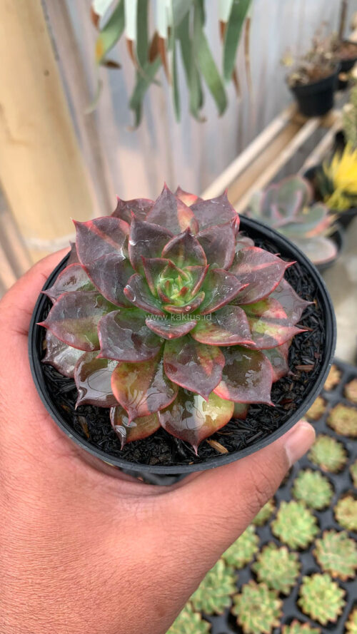 Echeveria Black Prince Small Variegated, real gallery image #5 plants. Picture taken directly from kaktus.id community Echeveria farmer green houses.
