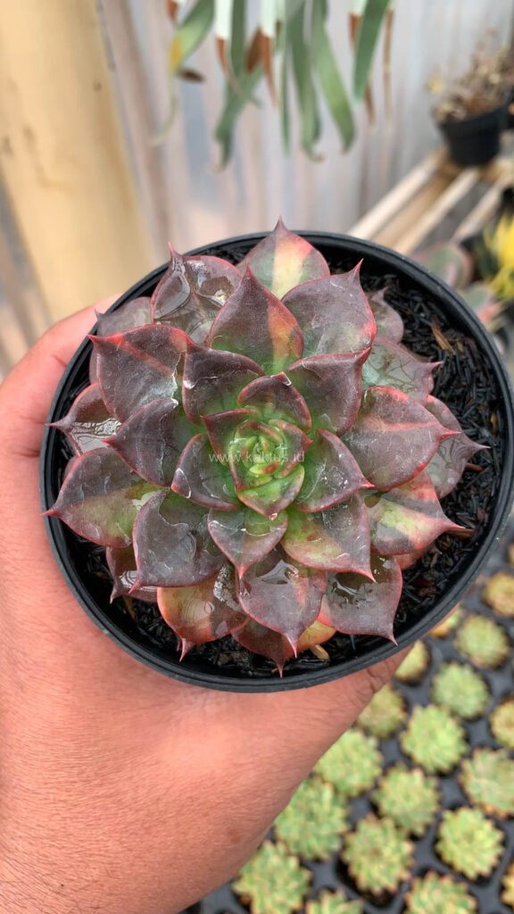 kaktus.id