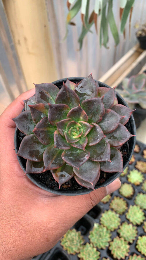 Echeveria Black Prince Small Variegated, real gallery image #4 plants. Picture taken directly from kaktus.id community Echeveria farmer green houses.