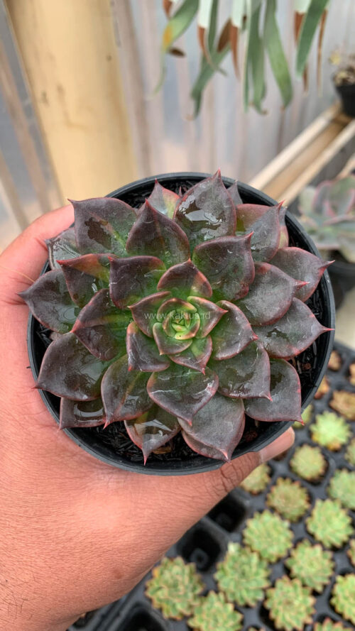 Echeveria Black Prince Small Variegated, real gallery image #3 plants. Picture taken directly from kaktus.id community Echeveria farmer green houses.