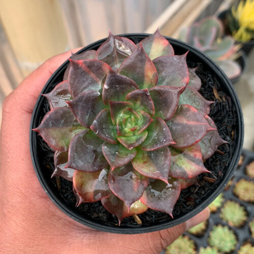 1003. Echeveria Black Prince Small Variegated