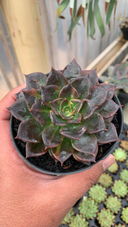 Echeveria Black Prince Small Variegated, real gallery image #2 plants. Picture taken directly from kaktus.id community Echeveria farmer green houses.