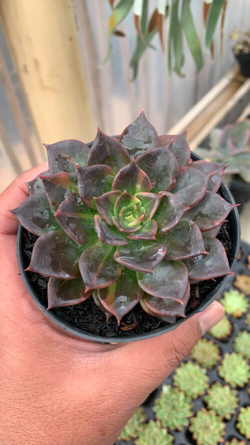 Echeveria Black Prince Small Variegated, real gallery image #1 plants. Picture taken directly from kaktus.id community Echeveria farmer green houses.