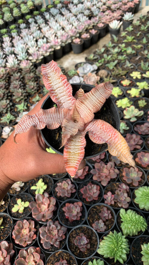 Cryptanthus Zonatus 'Earth Star', real gallery image #9 plants. Picture taken directly from kaktus.id community Cryptanthus farmer green houses.