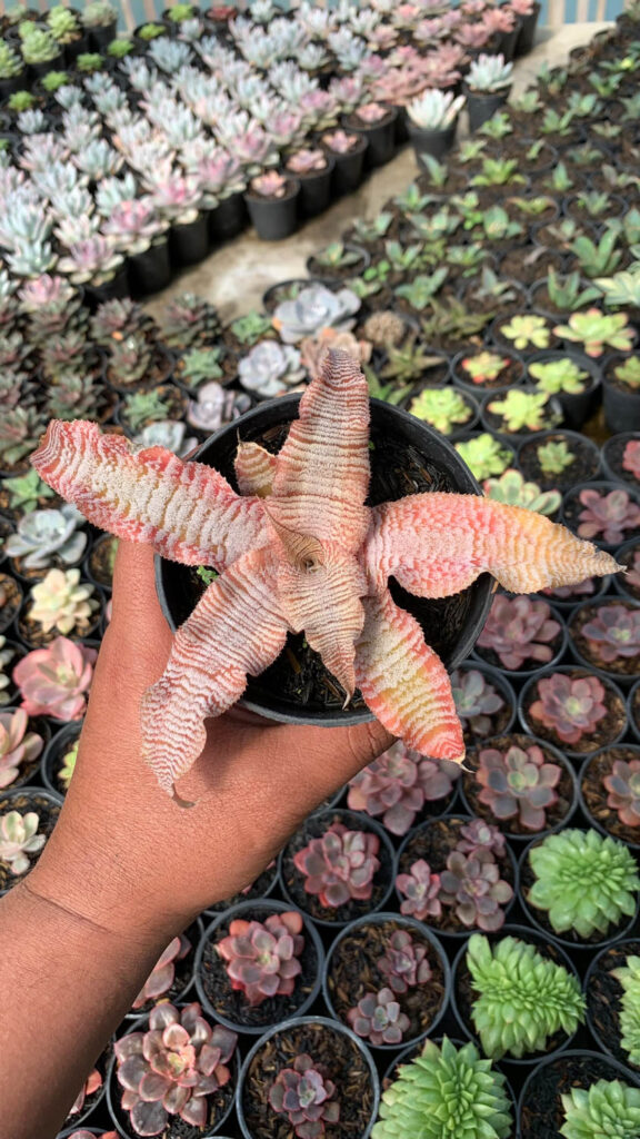 kaktus.id