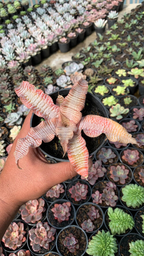 Cryptanthus Zonatus 'Earth Star', real gallery image #3 plants. Picture taken directly from kaktus.id community Cryptanthus farmer green houses.