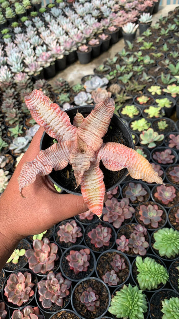 kaktus.id