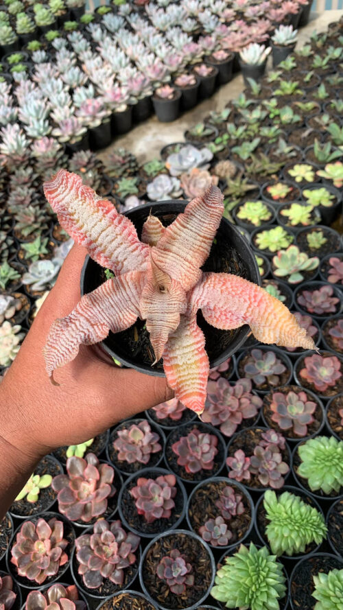 Cryptanthus Zonatus 'Earth Star', real gallery image #5 plants. Picture taken directly from kaktus.id community Cryptanthus farmer green houses.