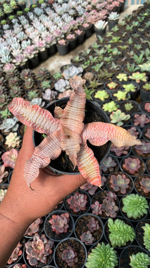 Cryptanthus Zonatus 'Earth Star', real gallery image #1 plants. Picture taken directly from kaktus.id community Cryptanthus farmer green houses.