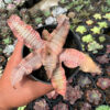 Cryptanthus Zonatus 'Earth Star', real feature image plant. Picture taken directly from kaktus.id community Cryptanthus farmer green houses.
