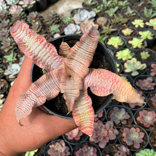 Cryptanthus Zonatus 'Earth Star', real feature image plant. Picture taken directly from kaktus.id community Cryptanthus farmer green houses.
