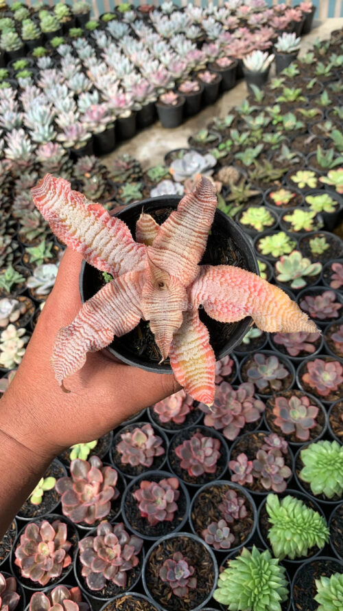 Cryptanthus Zonatus 'Earth Star', real gallery image #6 plants. Picture taken directly from kaktus.id community Cryptanthus farmer green houses.