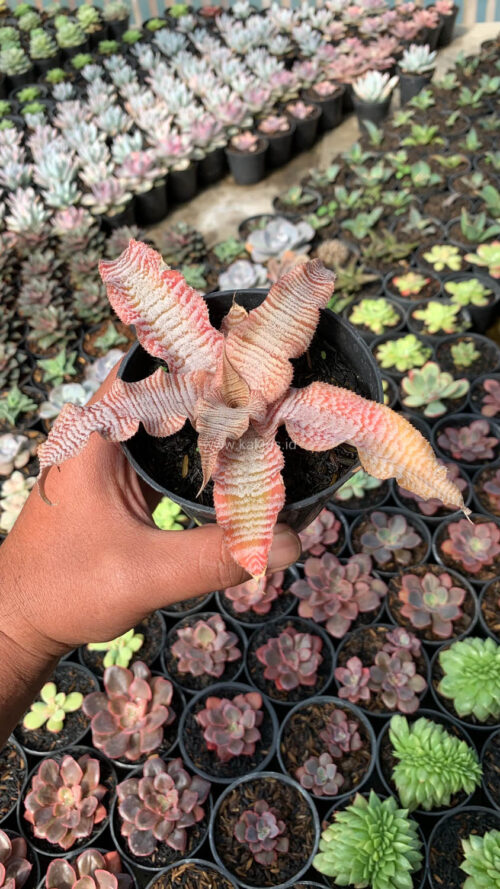 Cryptanthus Zonatus 'Earth Star', real gallery image #7 plants. Picture taken directly from kaktus.id community Cryptanthus farmer green houses.