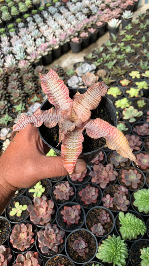 Cryptanthus Zonatus 'Earth Star', real gallery image #8 plants. Picture taken directly from kaktus.id community Cryptanthus farmer green houses.