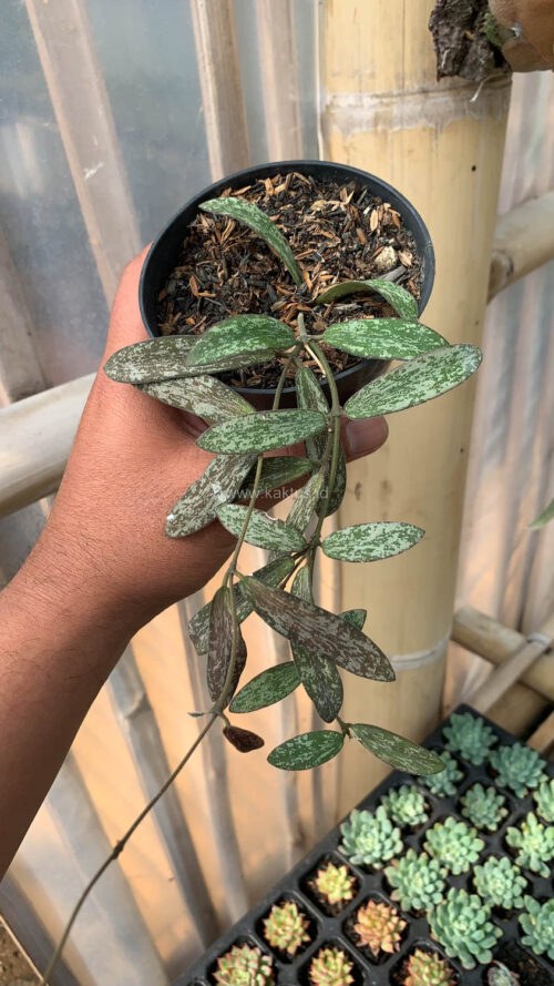 Hoya Sigillatis, real gallery image #2 plants. Picture taken directly from kaktus.id community Hoya farmer green houses.