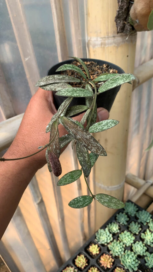 Hoya Sigillatis, real gallery image #3 plants. Picture taken directly from kaktus.id community Hoya farmer green houses.