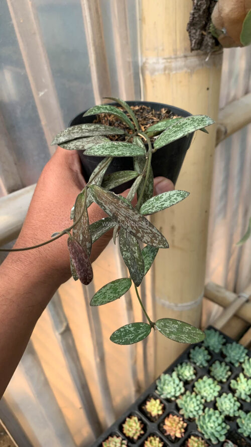 Hoya Sigillatis, real gallery image #4 plants. Picture taken directly from kaktus.id community Hoya farmer green houses.